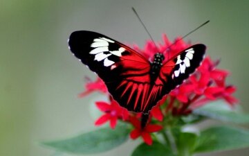 Яркие акценты - артикул: 21800 Яркие акценты - артикул: 21800