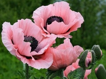Розовые маки - артикул: 26721 Розовые маки - артикул: 26721