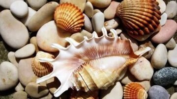 Сокровища моря - артикул: 21776 Сокровища моря - артикул: 21776